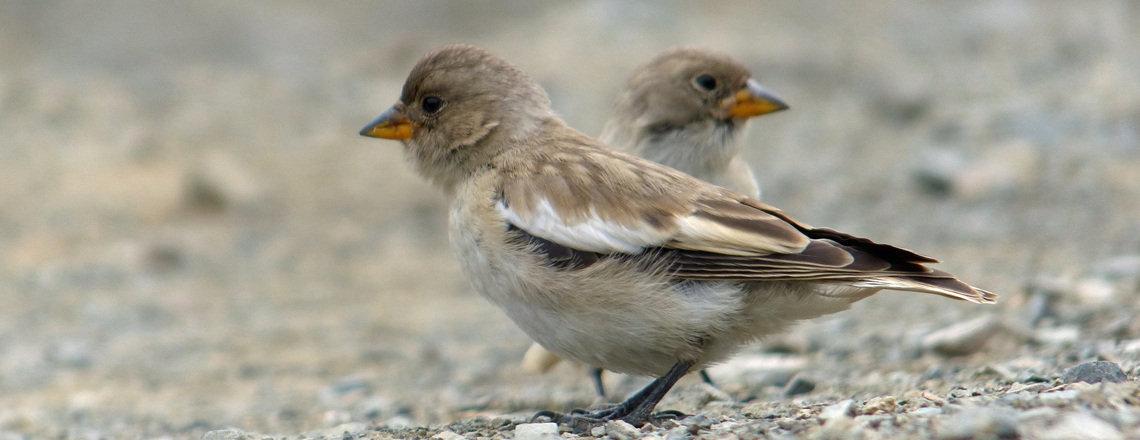 Цасан бужирга